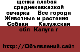 щенки алабая ( среднекавказкой овчарки) - Все города Животные и растения » Собаки   . Калужская обл.,Калуга г.